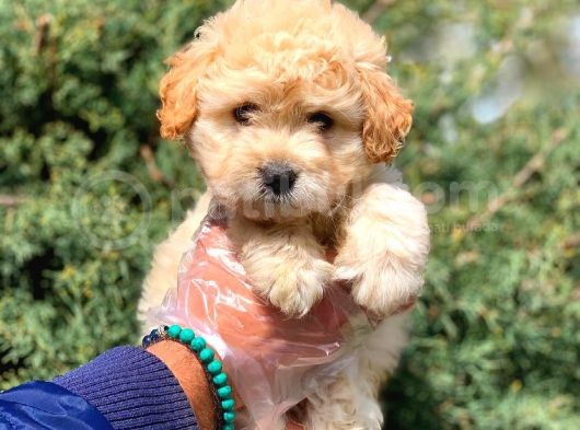 2.5 Aylik Erkek Ve Di̇şi̇ Malti̇poo Yavrular görsel