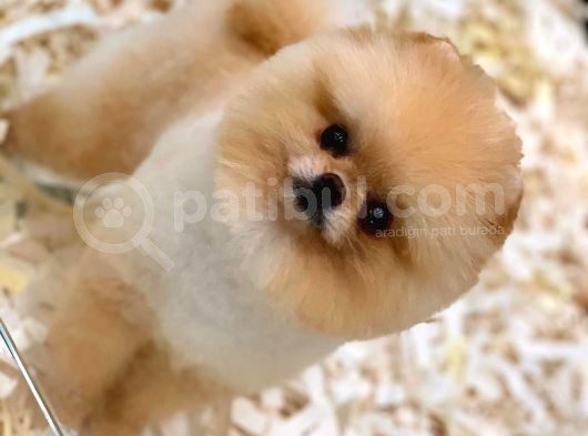 1 Yaşında Teacup Pomeranian Boo Erkek görsel