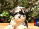 2.5 Aylık Erkek Morkie