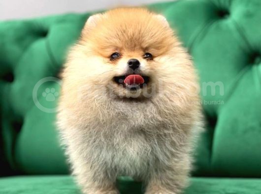 Gülen Surat Pomerani̇an Boo Yavrularimiz görsel