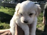 Saf Kan Dişi Maltese