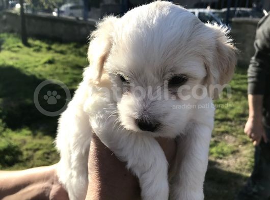 Saf Kan Dişi Maltese görsel