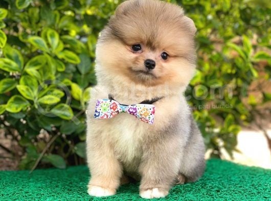 Tatli Pomerani̇an