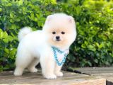 Orjinal Pomeranian Erkek