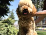 Wc Eğitimli Standart Poodle Barney