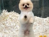 1 Yaşında Erkek 1.6 Kg Teacup Pomeranian Boo
