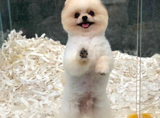 1 Yaşında Erkek 1.6 Kg Teacup Pomeranian Boo görsel