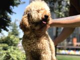 Wc Eğitimli Standart Poodle Barney