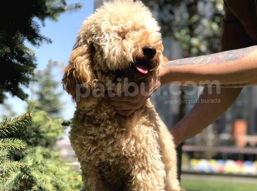 Wc Eğitimli Standart Poodle Barney görsel