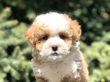 Dizayn Irk Maltipoo Bebekler