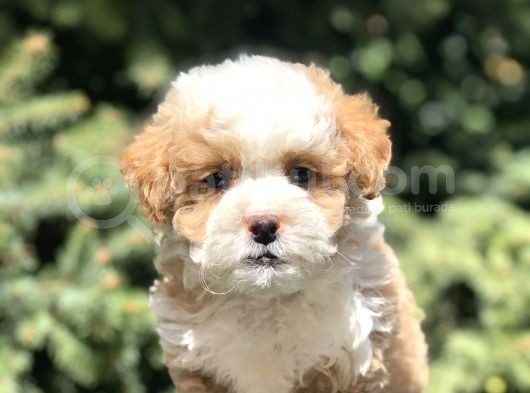 Dizayn Irk Maltipoo Bebekler görsel