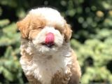 Dizayn Irk Maltipoo Bebekler
