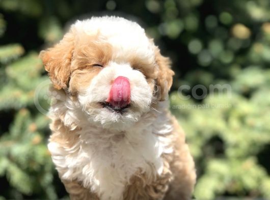 Dizayn Irk Maltipoo Bebekler görsel