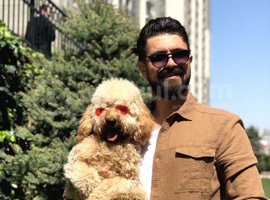 Wc Eğitimli Standart Poodle Barney görsel