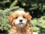 Party Color Maltipoo Yavrumuz