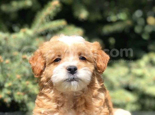 Party Color Maltipoo Yavrumuz görsel