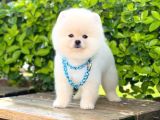 Orjinal Pomeranian Erkek