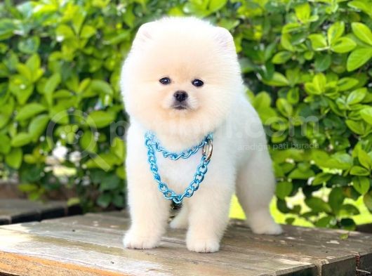 Orjinal Pomeranian Erkek