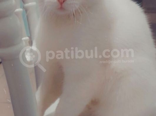 6 Aylık Scotish Fold görsel