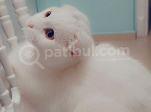 6 Aylık Scotish Fold görsel