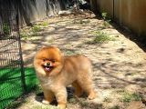 Büyümeyen Irk Süs Köpeği Gülen Ayı Surat Teddybear Pomeranian Boo Oğlumuz Tombi