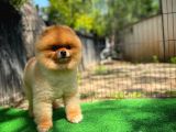 Büyümeyen Irk Süs Köpeği Gülen Ayı Surat Teddybear Pomeranian Boo Oğlumuz Tombi
