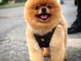 Büyümeyen Irk Süs Köpeği Gülen Ayı Surat Teddybear Pomeranian Boo Oğlumuz Tombi