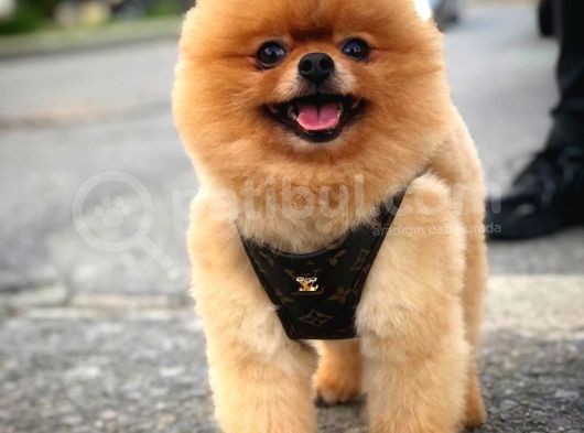 Büyümeyen Irk Süs Köpeği Gülen Ayı Surat Teddybear Pomeranian Boo Oğlumuz Tombi görsel