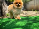 Büyümeyen Irk Süs Köpeği Gülen Ayı Surat Teddybear Pomeranian Boo Oğlumuz Tombi