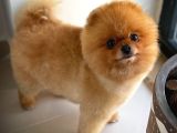 Büyümeyen Irk Süs Köpeği Gülen Ayı Surat Teddybear Pomeranian Boo Oğlumuz Tombi