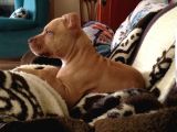 Safkan 3 Aylık Erkek American Bully