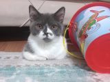 1 Yaşında Tuvalet Eğitimli scottish Fold