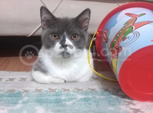 1 Yaşında Tuvalet Eğitimli Scottish Fold