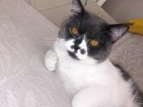 1 Yaşında Tuvalet Eğitimli Scottish Fold