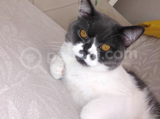 1 Yaşında Tuvalet Eğitimli Scottish Fold görsel