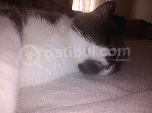 1 Yaşında Tuvalet Eğitimli Scottish Fold görsel