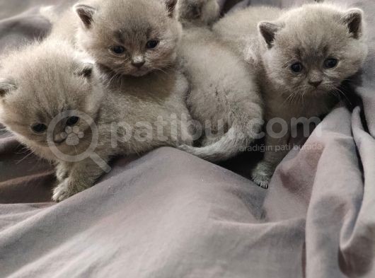 Scotti̇sh Blue Bebekler Yeni̇ Ai̇lesi̇ne Gi̇tmeye Hazirdir