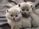 Scotti̇sh Blue Bebekler Yeni̇ Ai̇lesi̇ne Gi̇tmeye Hazirdir