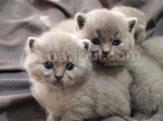 Scotti̇sh Blue Bebekler Yeni̇ Ai̇lesi̇ne Gi̇tmeye Hazirdir görsel