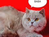 Scotti̇sh Blue Bebekler Yeni̇ Ai̇lesi̇ne Gi̇tmeye Hazirdir