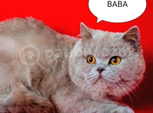 Scotti̇sh Blue Bebekler Yeni̇ Ai̇lesi̇ne Gi̇tmeye Hazirdir görsel