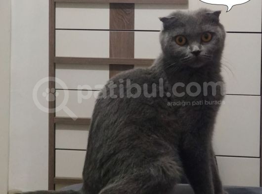 Scotti̇sh Blue Bebekler Yeni̇ Ai̇lesi̇ne Gi̇tmeye Hazirdir görsel