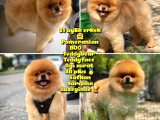 Büyümeyen Irk Süs Köpeği Gülen Ayı Surat Teddybear Pomeranian BOO Oğlumuz Tombi