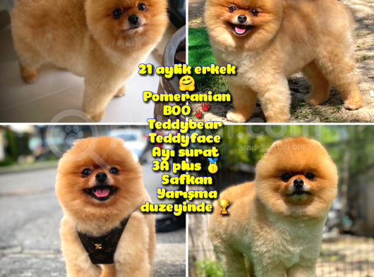 Büyümeyen Irk Süs Köpeği Gülen Ayı Surat Teddybear Pomeranian Boo Oğlumuz Tombi