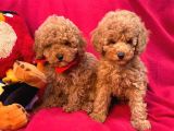 Bebek Surat Toy Poodle Yavrular Wc Eği̇ti̇mli̇