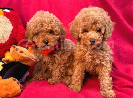Bebek Surat Toy Poodle Yavrular Wc Eği̇ti̇mli̇