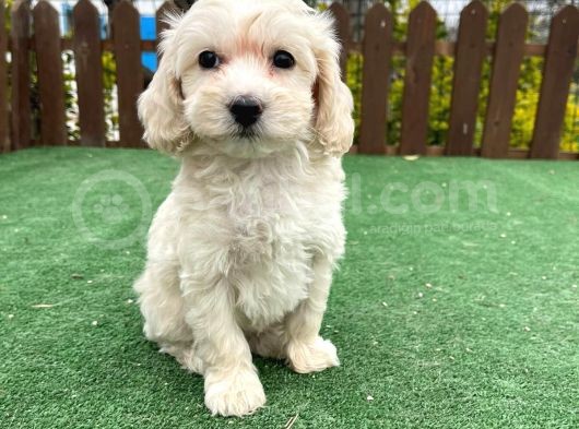 Anne Baba Orji̇nal Malti̇poo Yavrularimiz