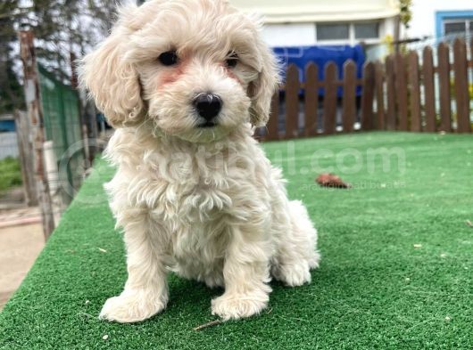 Anne Baba Orji̇nal Malti̇poo Yavrularimiz görsel