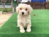 Anne Baba Orji̇nal Malti̇poo Yavrularimiz