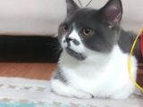1 Yaşında Tuvalet Eğitimli Scottish Fold